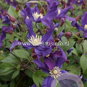 Clematis Blue Pirouette GM 2,0L leverbaar