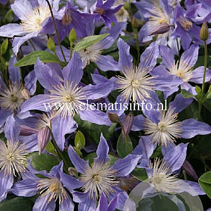 Clematis Blue River GM 2,0L leverbaar