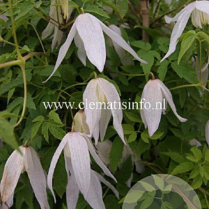 Clematis 'Broughton Bride' GM 2,0L leverbaar