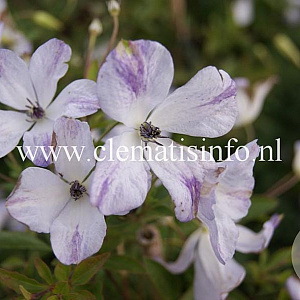 Clematis 'Caerulea Luxurians' GM 2,0L leverbaar