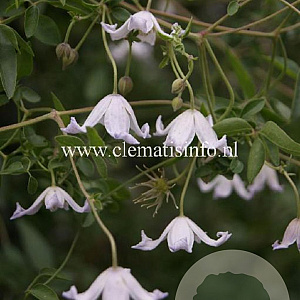 Clematis campaniflora GM 2,0L leverbaar