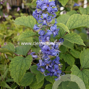 Clematis 'Cassandra' GM 2,0L leverbaar