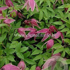 Clematis 'Columella' GM 2,0L leverbaar