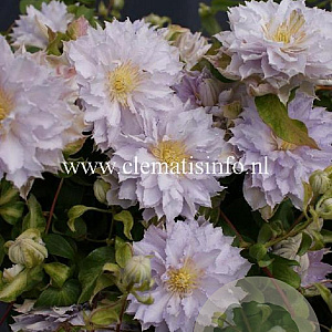 Clematis Dancing King GM 2,0L leverbaar