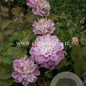 Clematis Dancing Smile GM 2,0L leverbaar