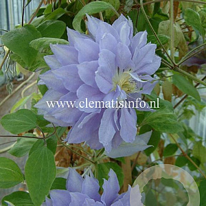 Clematis 'Denny's Double' GM 2,0L leverbaar