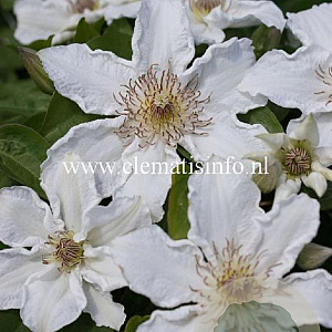 Clematis 'Destiny' GM 2,0L leverbaar