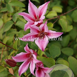 Clematis 'Duchess of Albany' GM 2,0L leverbaar