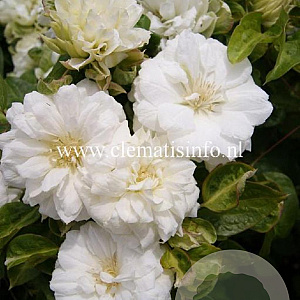 Clematis 'Duchess of Edinburgh' GM 2,0L leverbaar