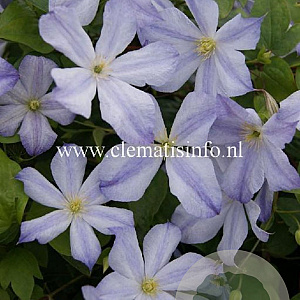 Clematis 'Dutch Sky' GM 2,0L leverbaar