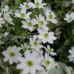 Clematis 'Early Sensation' GM 2,0L leverbaar