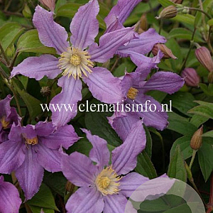 Clematis East River GM 2,0L leverbaar