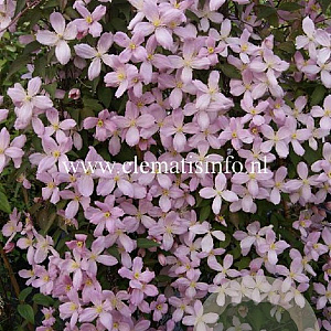 Clematis 'Elizabeth' GM 2,0L leverbaar