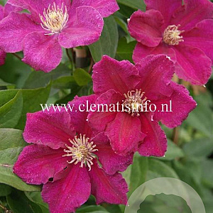 Clematis 'Ernest Markham' GM 2,0L leverbaar