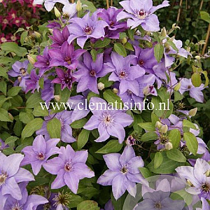 Clematis Esther GM 2,0L leverbaar