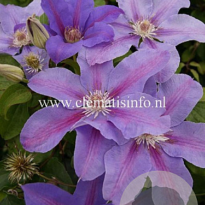 Clematis 'Etoile de Malicorne' GM 2,0L leverbaar