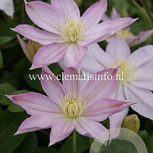 Clematis 'Etoile Nacrée' GM 2,0L leverbaar