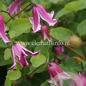 Clematis 'Etoile Rose' GM 2,0L leverbaar