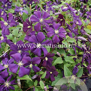 Clematis 'Etoile Violette' GM 2,0L leverbaar