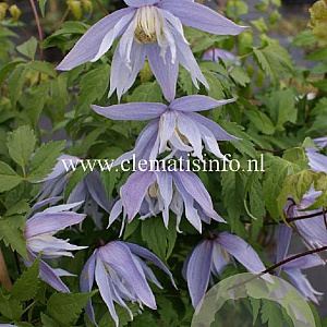 Clematis 'Eximia' GM 2,0L leverbaar