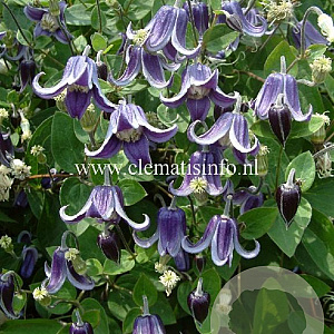 Clematis 'Fascination' GM 2,0L leverbaar