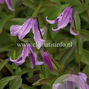 Clematis 'Floris V' GM 2,0L leverbaar