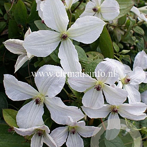 Clematis Forever Friends GM 2,0L leverbaar