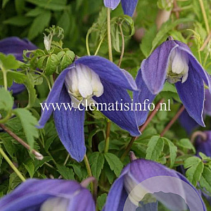 Clematis 'Frances Rivis' GM 2,0L leverbaar
