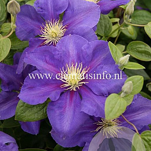 Clematis 'General Sikorski' GM 2,0L leverbaar