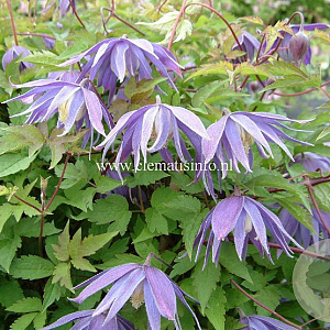 Clematis 'Georg' GM 2,0L leverbaar