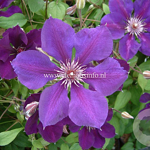 Clematis 'Gipsy Queen' GM 2,0L leverbaar