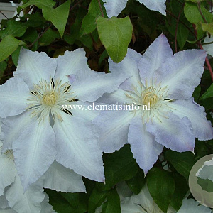 Clematis 'Gladys Picard' GM 2,0L leverbaar