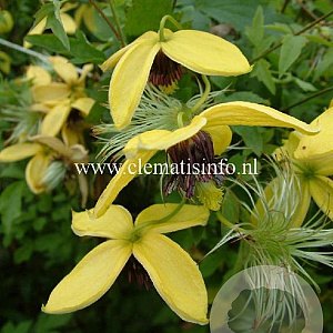 Clematis 'Golden Harvest' GM 2,0L leverbaar