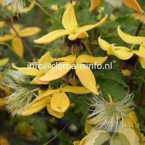 Clematis 'Golden Tiara' GM 2,0L leverbaar