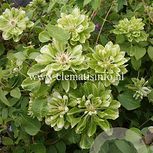 Clematis Green Passion GM 2,0L leverbaar
