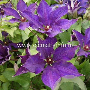 Clematis 'Guiding Star' GM 2,0L leverbaar