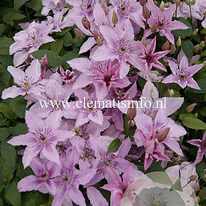 Clematis 'Hagley Hybrid' GM 2,0L leverbaar