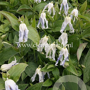 Clematis 'Hakuree' GM 2,0L leverbaar