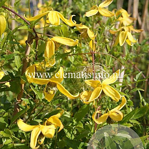 Clematis 'Helios' GM 2,0L leverbaar