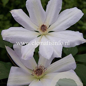 Clematis 'Henryi' GM 2,0L leverbaar