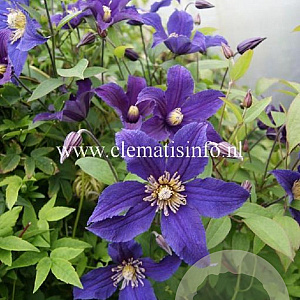 Clematis Hudson River GM 2,0L leverbaar