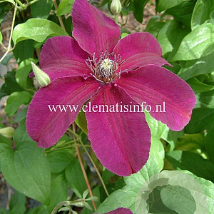 Clematis 'Huvi' GM 2,0L leverbaar
