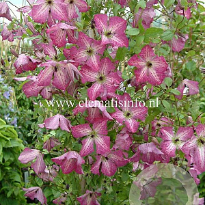 Clematis I Am Happy GM 2,0L leverbaar