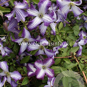 Clematis I Am Lady J GM 2,0L leverbaar