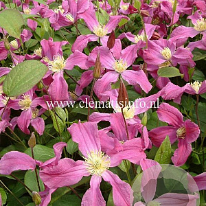 Clematis Inspiration GM 2,0L leverbaar