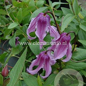 Clematis integrifolia 'Rosea' GM 2,0L leverbaar