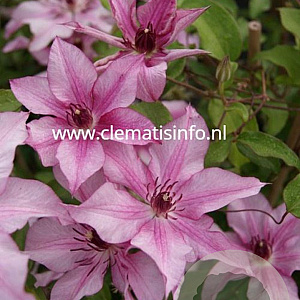 Clematis Isabella GM 2,0L leverbaar