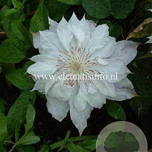 Clematis 'Jackmanii Alba' GM 2,0L leverbaar
