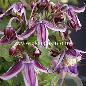 Clematis 'Jan Fopma' GM 2,0L leverbaar