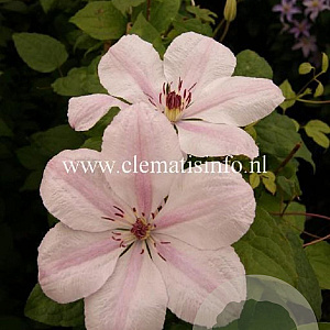 Clematis 'Jan Pawel II' GM 2,0L leverbaar